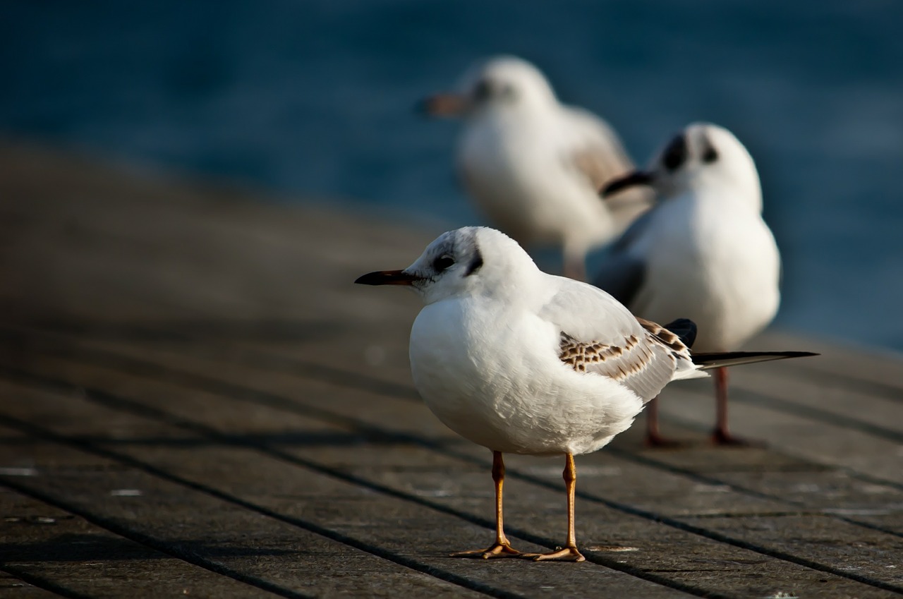 birds animal white free photo