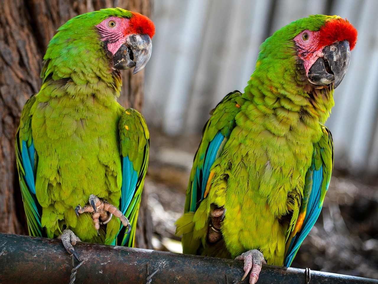 birds parakeets animals free photo