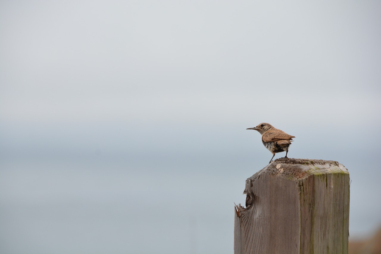 birds pacific ocean nature free photo