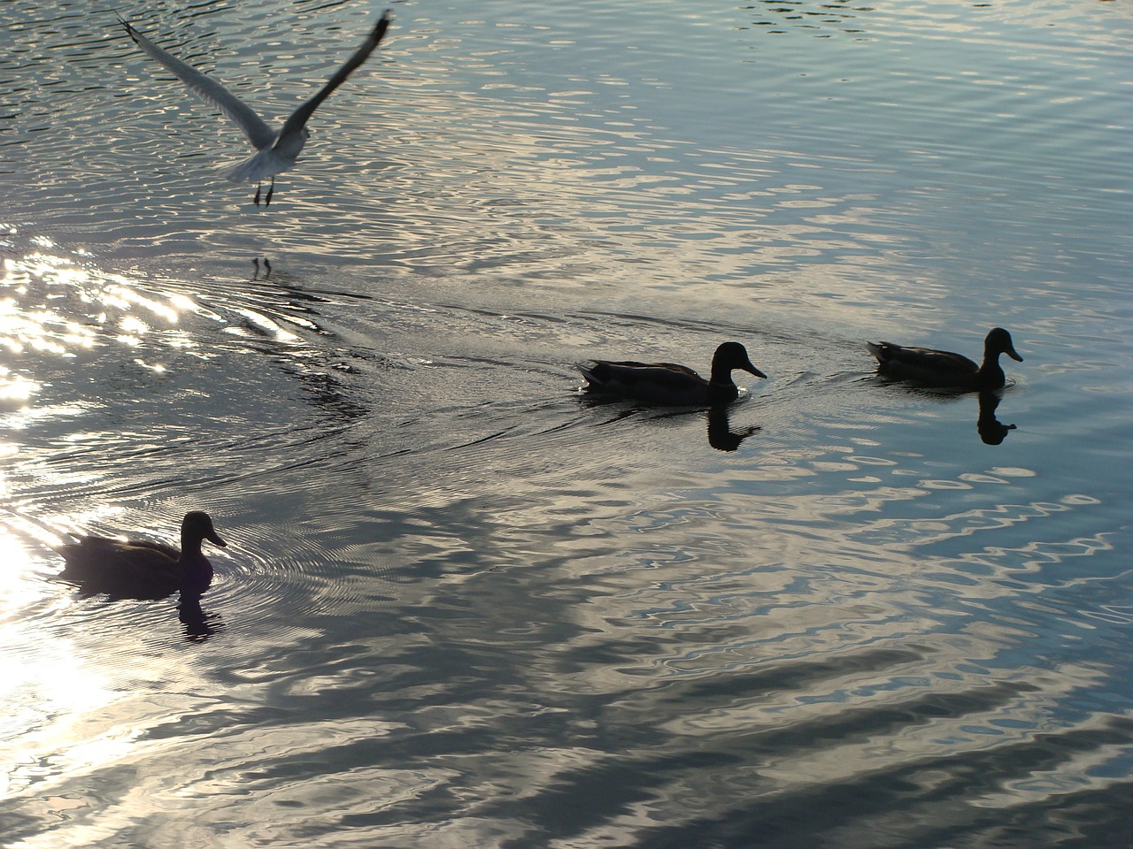 birds animals lake free photo