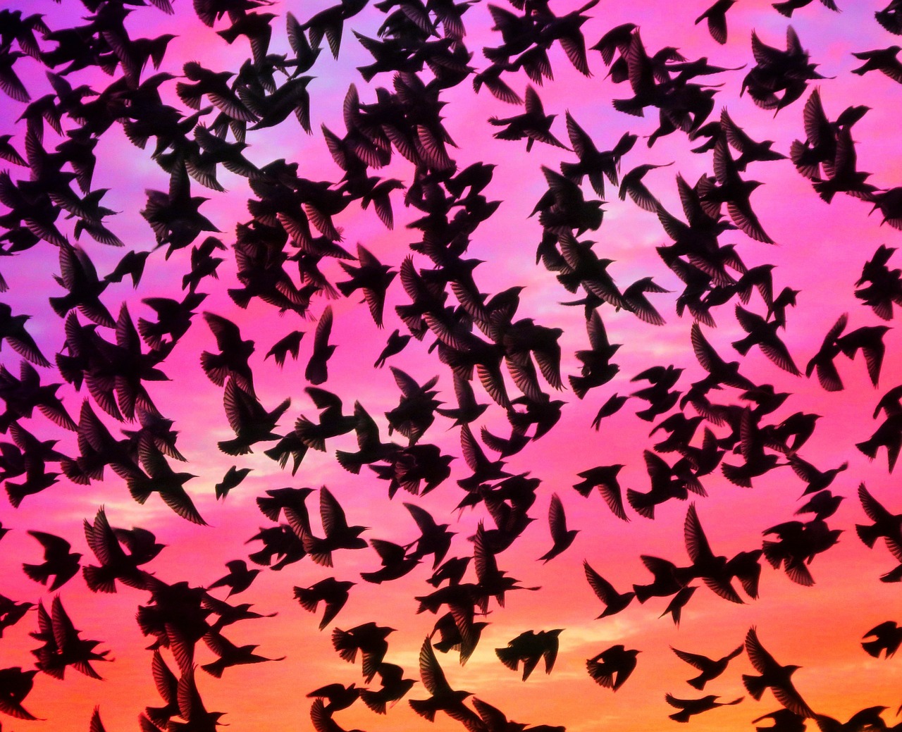 birds wings mumuration free photo