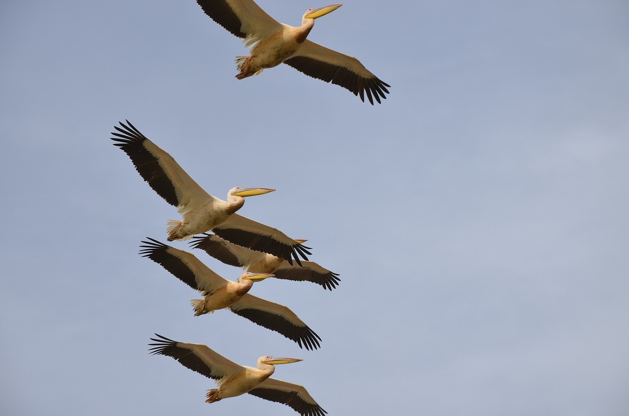 birds pelican flight free photo