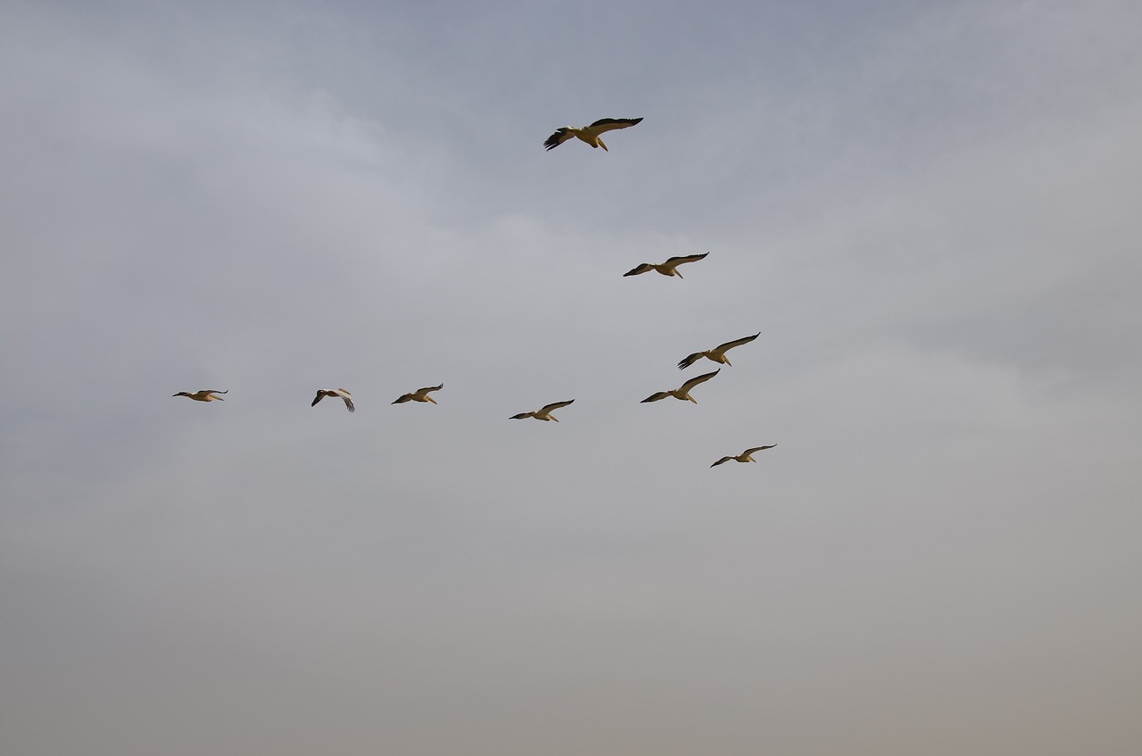 birds flight pelican free photo