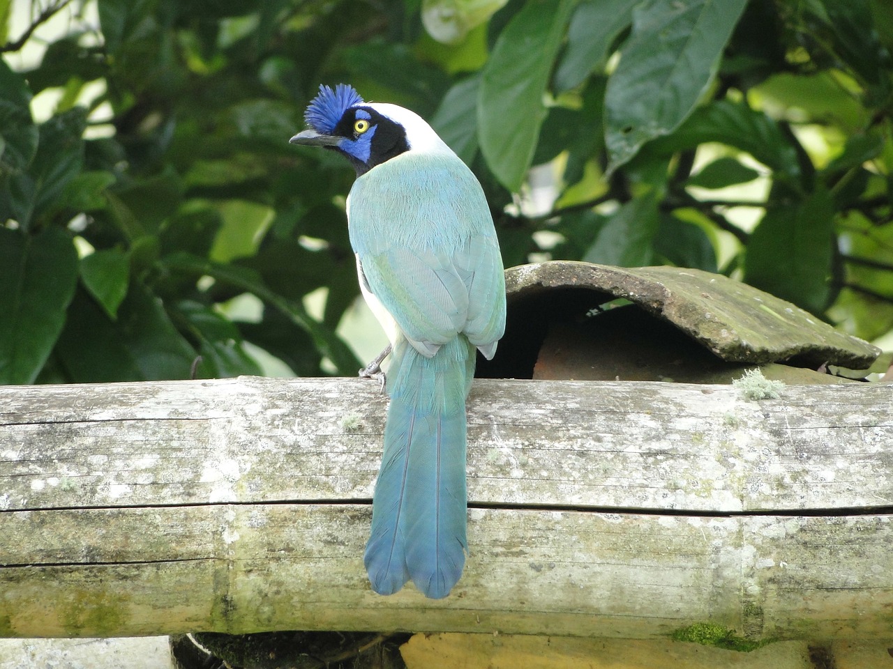 birds blue colombian free photo