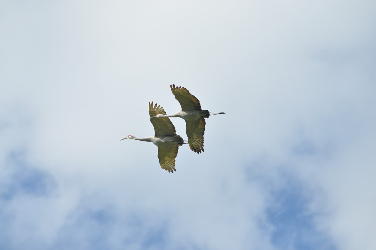 birds flight wing free photo