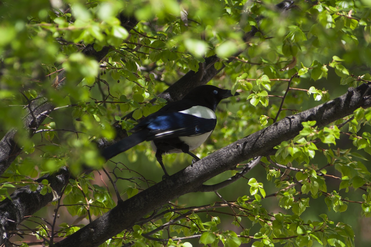 birds fauna nature free photo