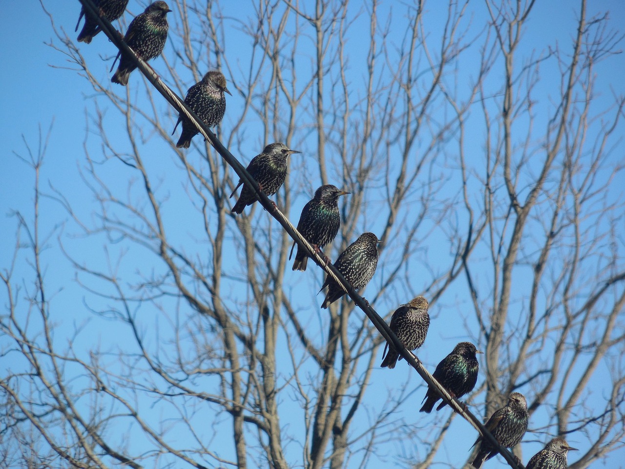 birds starlings wild free photo