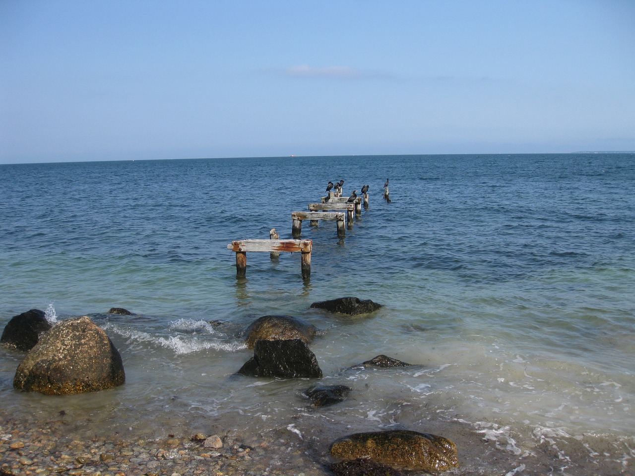 birds shore tranquil free photo