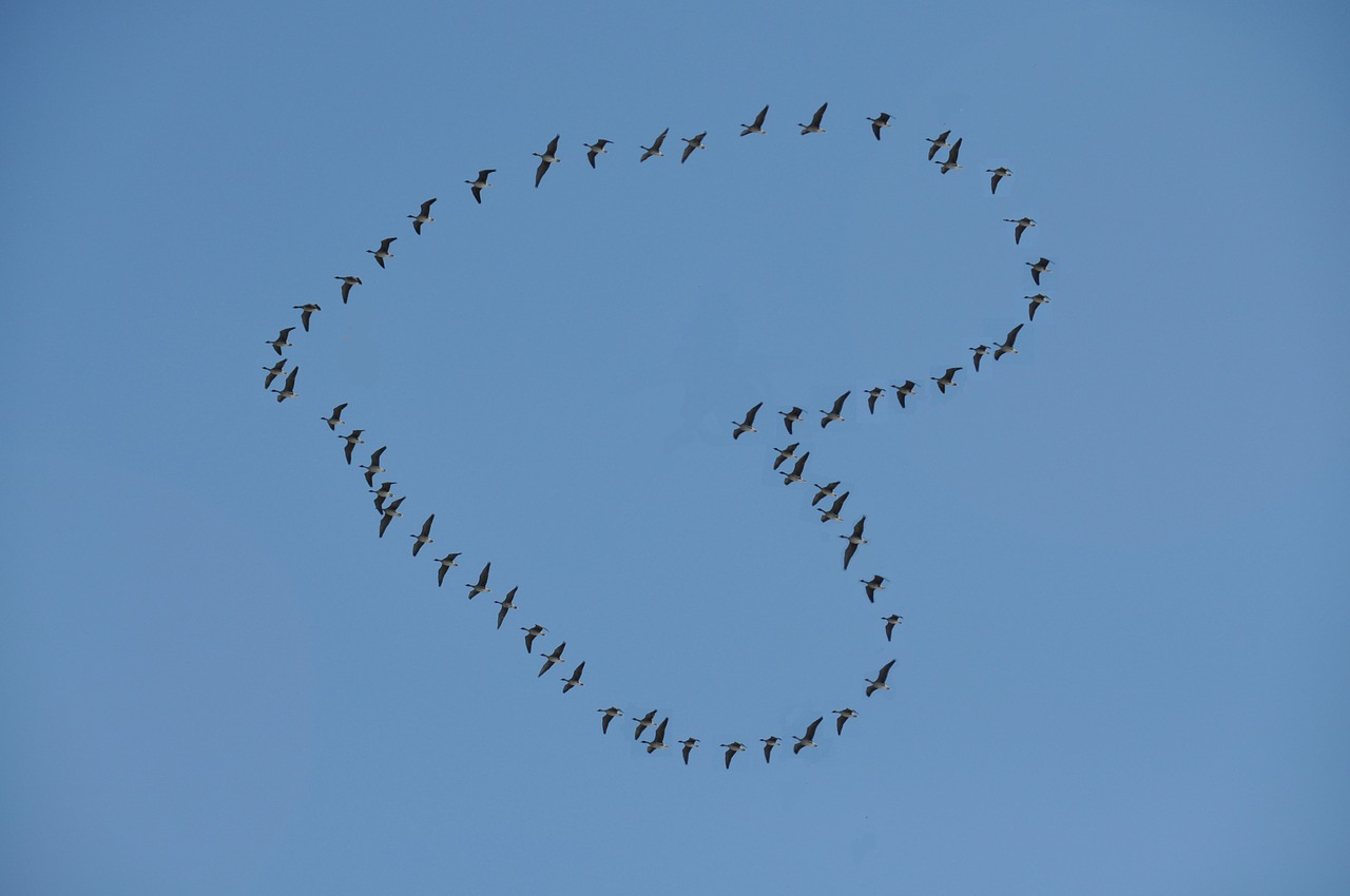 birds sky heart free photo