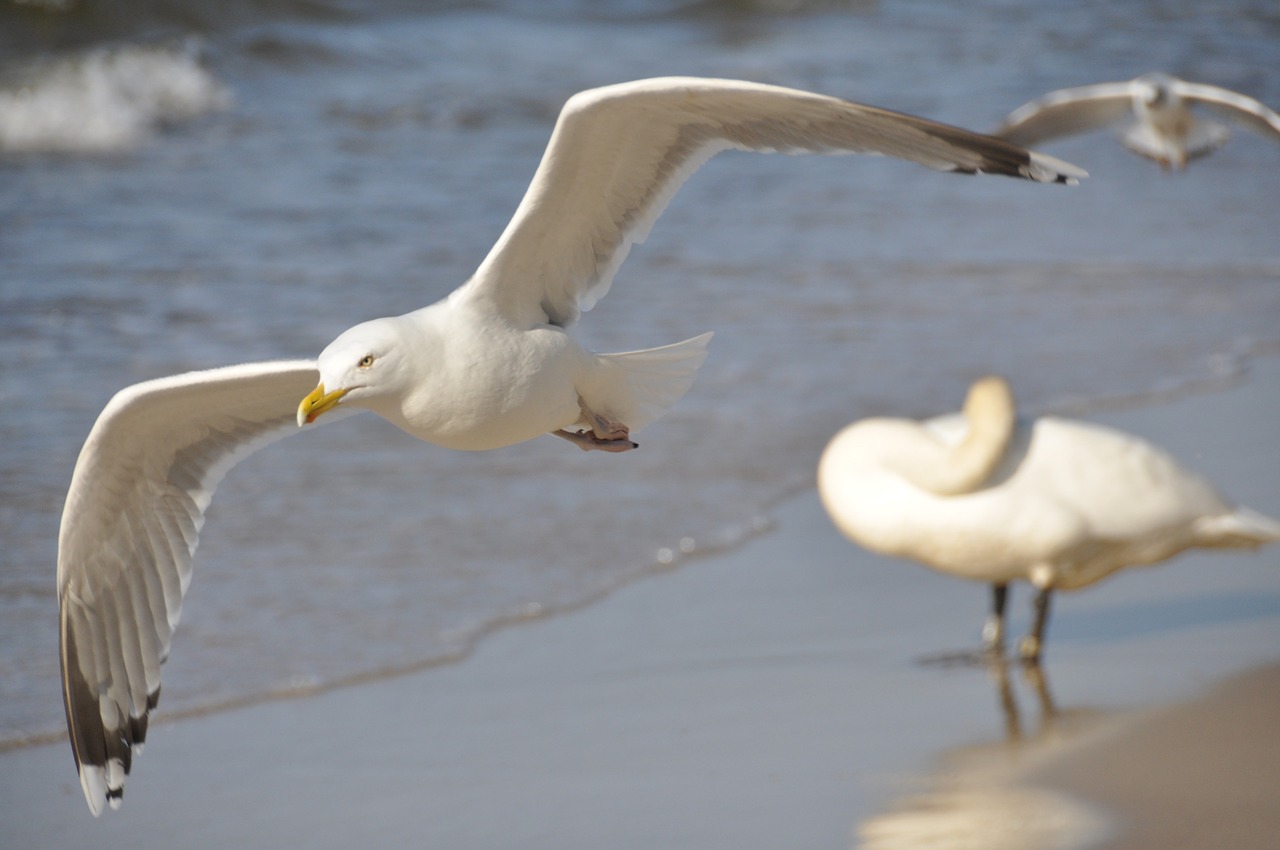 birds sea flight free photo