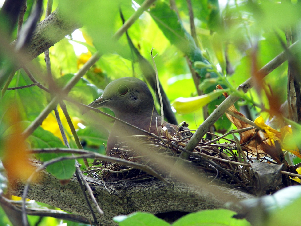 birds nature nest free photo