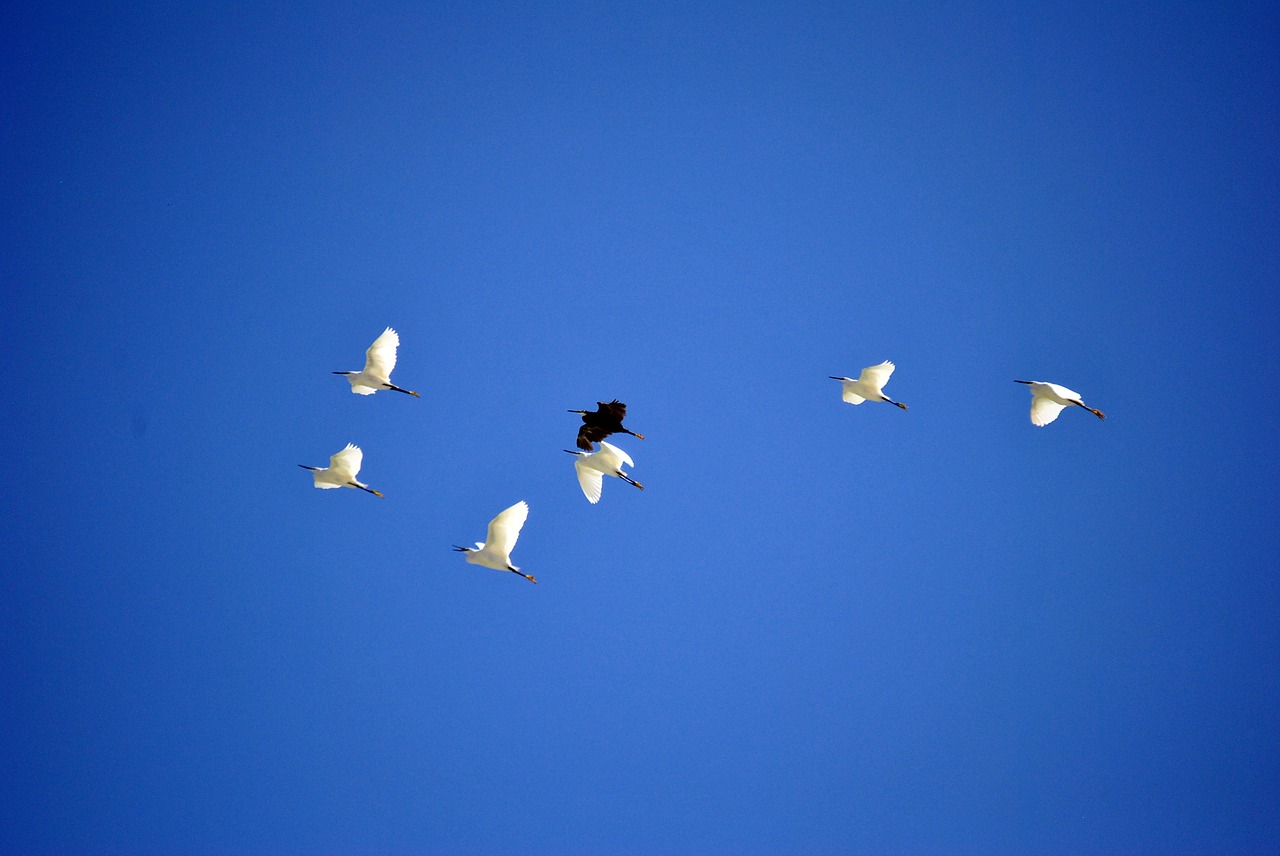 birds sky blue free photo