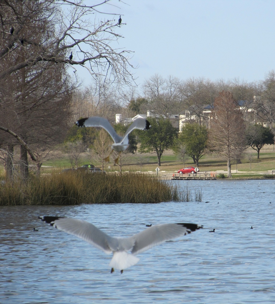 birds seagulls flying free photo