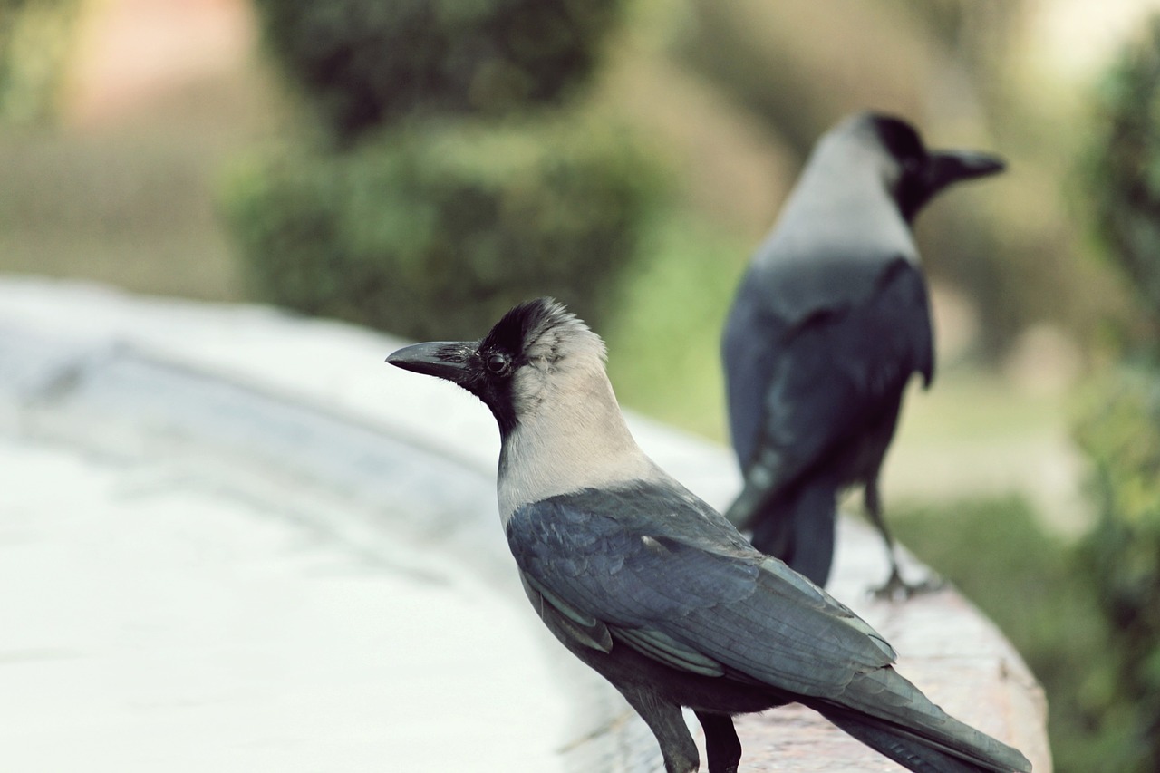 birds crow india free photo