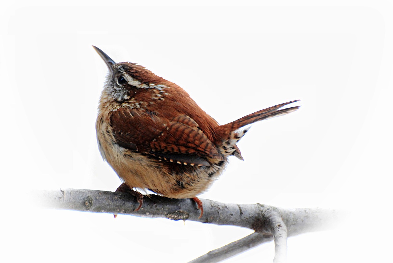 birds carolina wren brown free photo