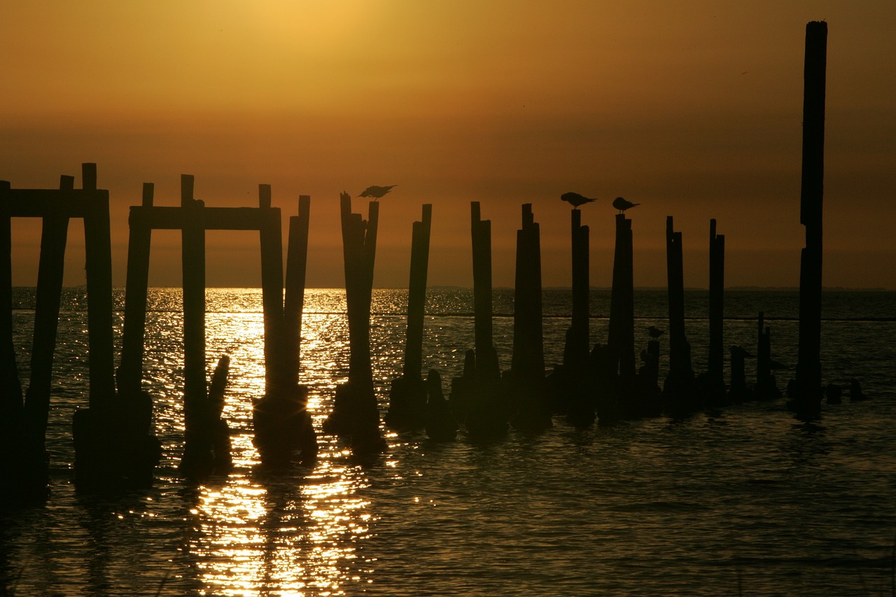 birds perched pilings free photo