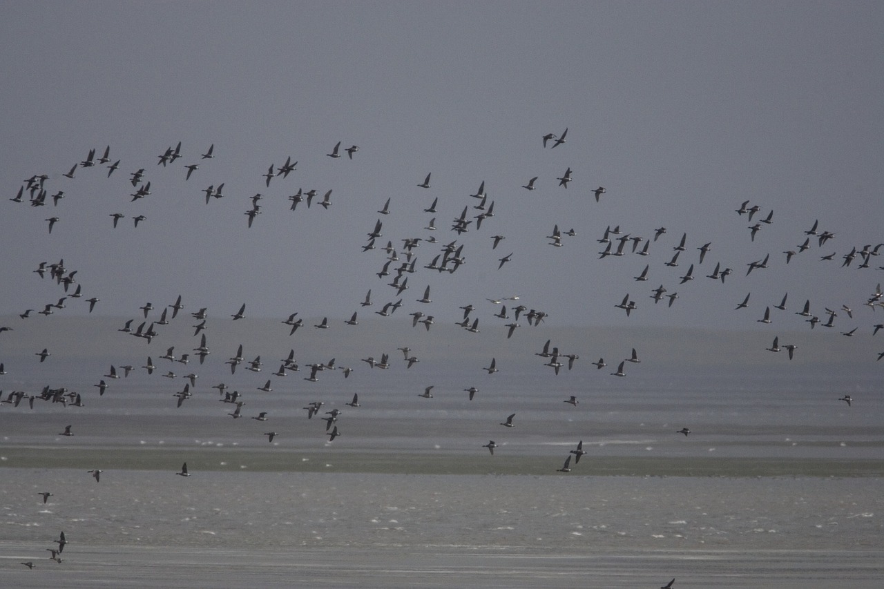 birds waterfowl flight free photo