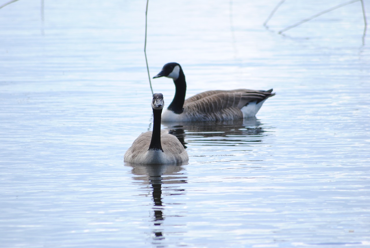 birds water lake free photo