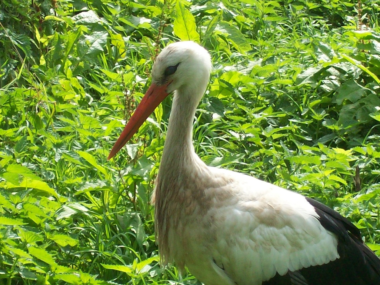 birds stork bird free photo