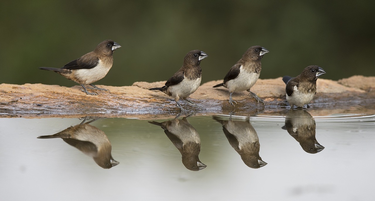 birds animals water free photo