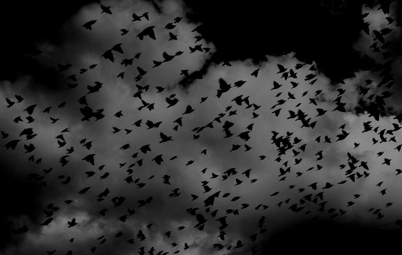 birds flock wings free photo