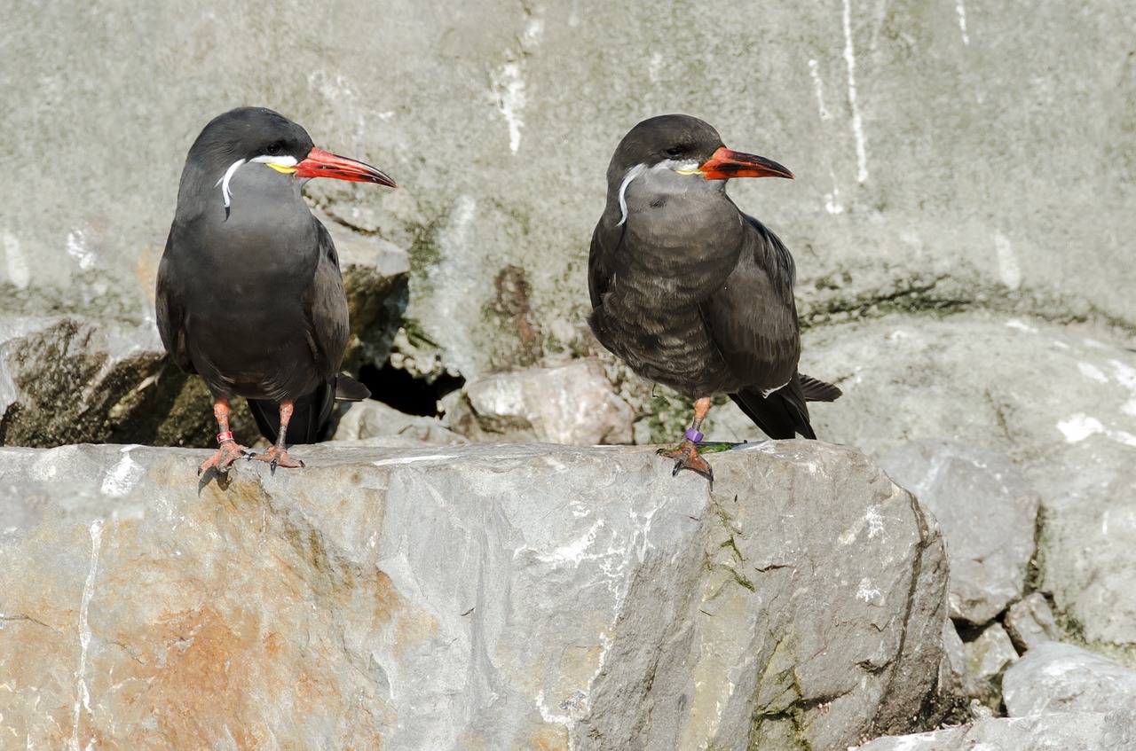 birds nature animal free photo