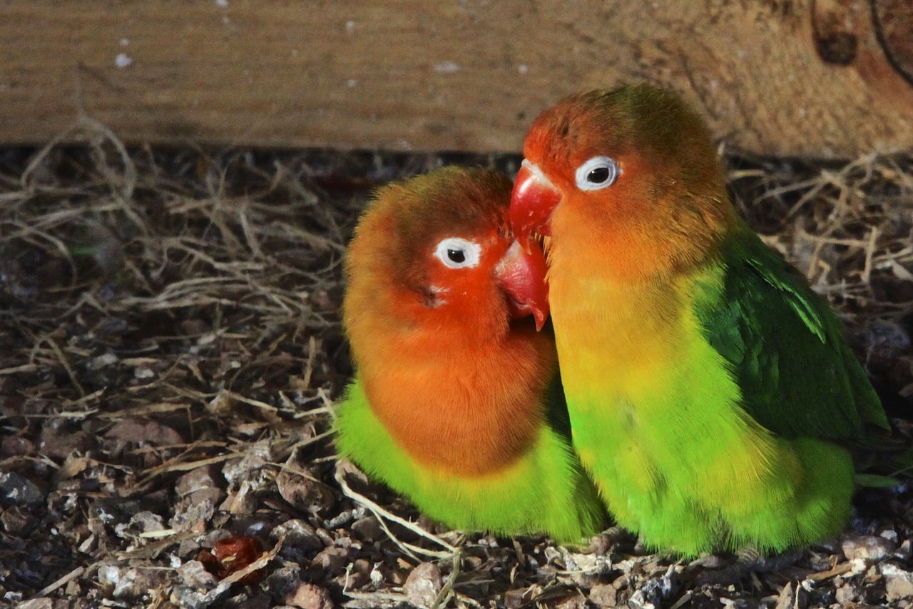 birds couple colors free photo