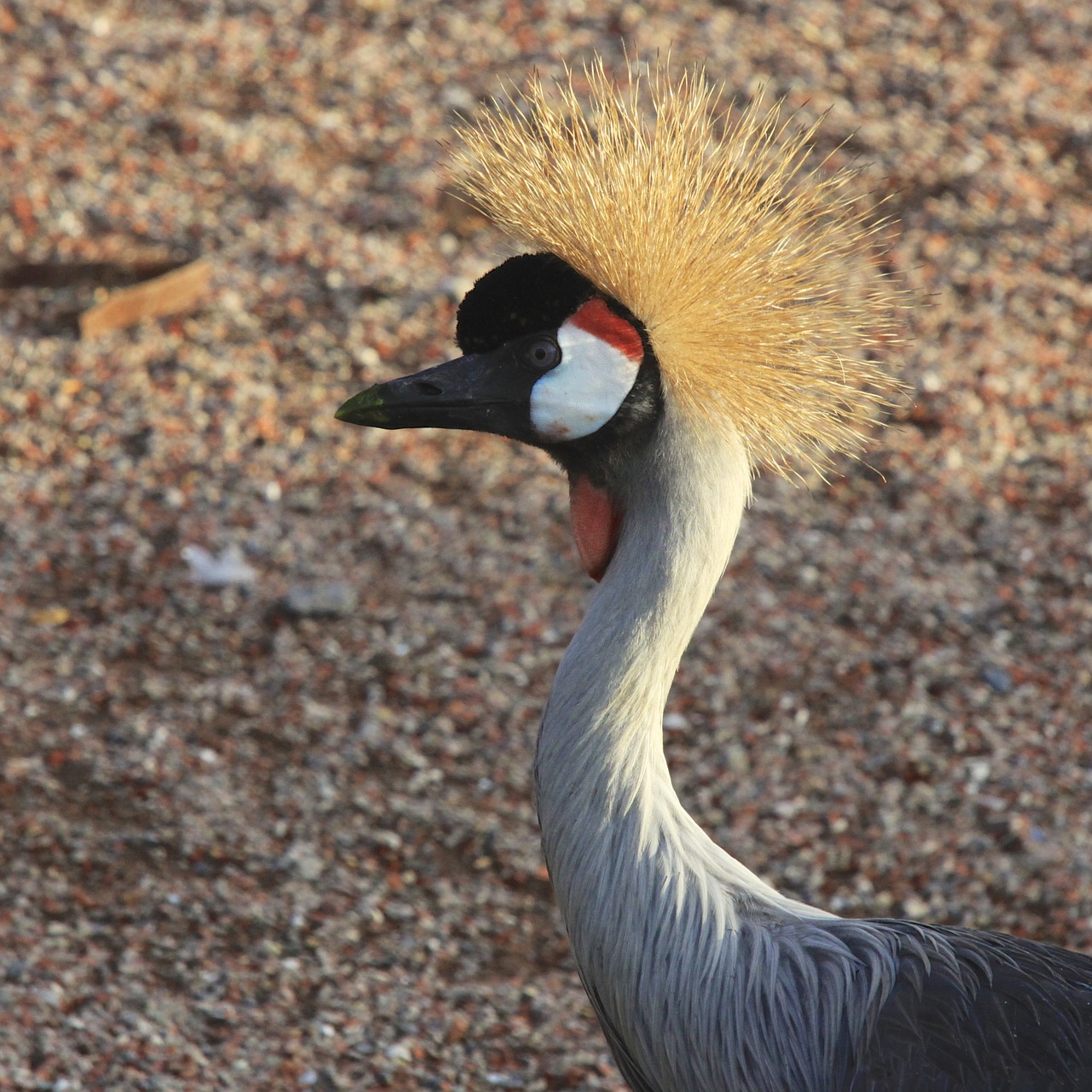 birds crete portrait free photo