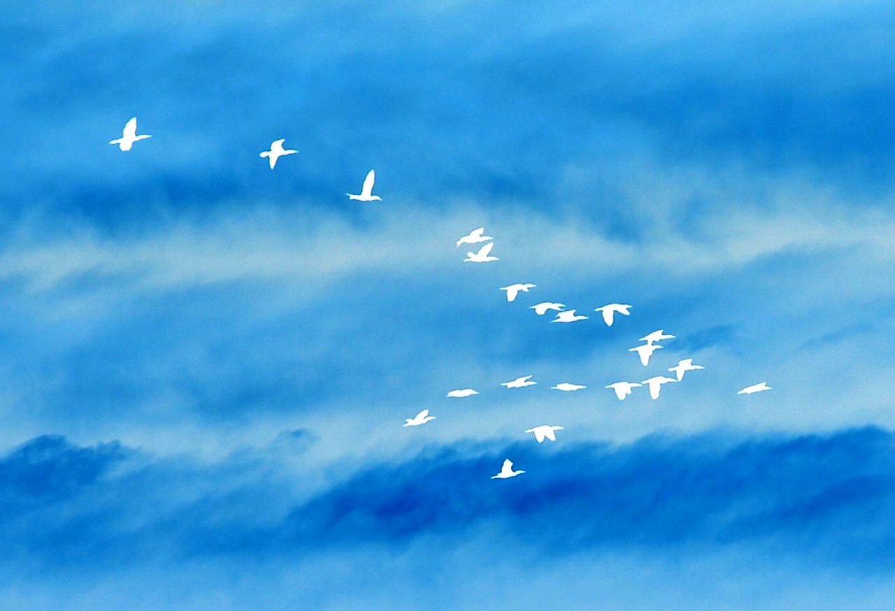 birds in flight free photo