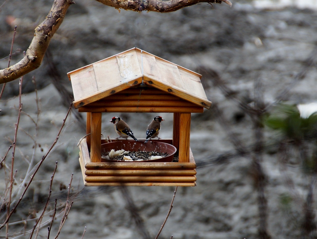 birds bird feeder goldfinch free photo