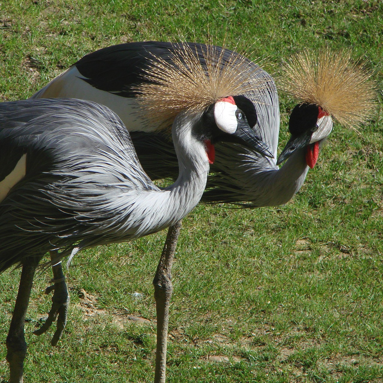 birds cranes grey free photo