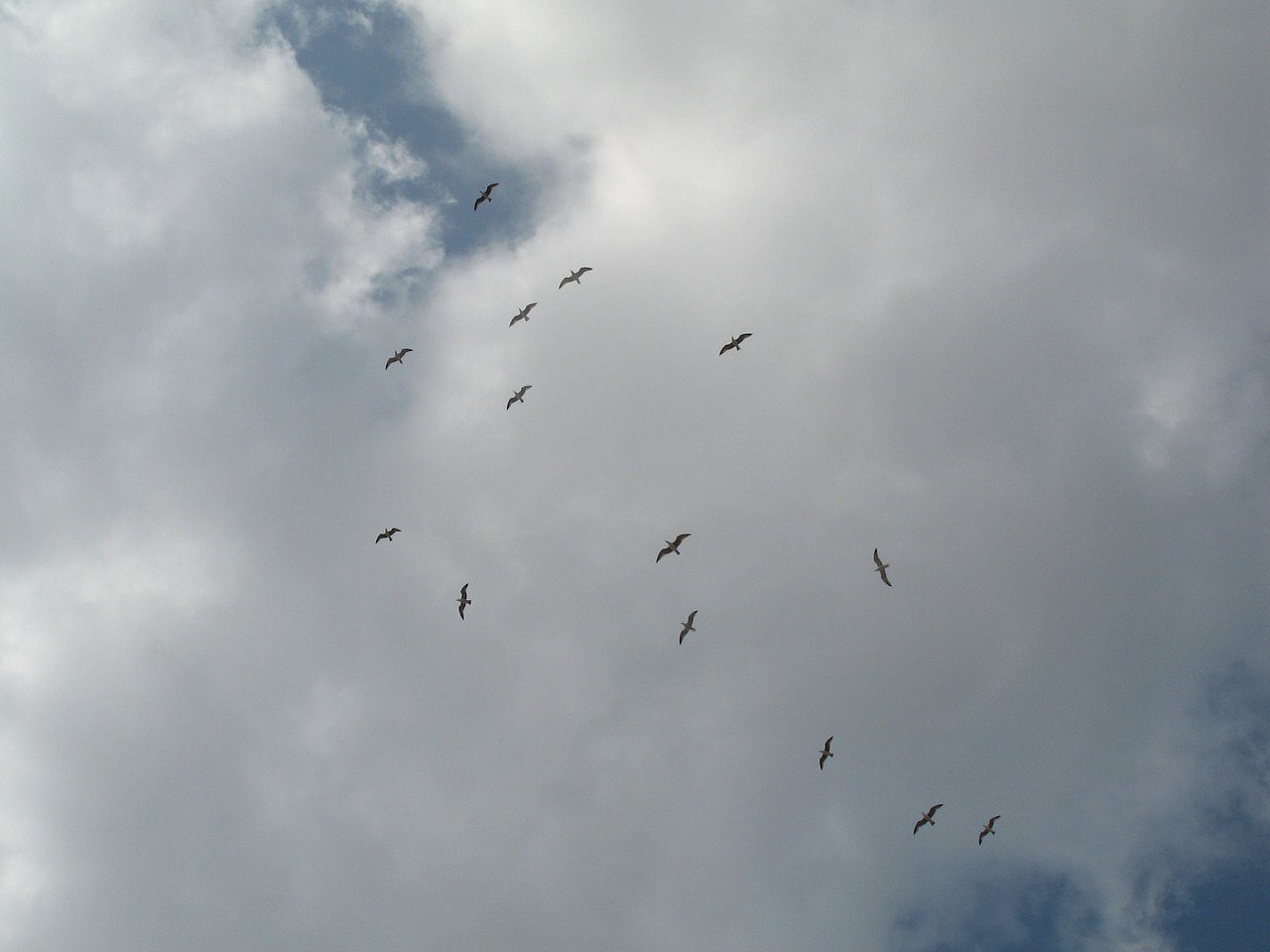 birds sky clouds free photo