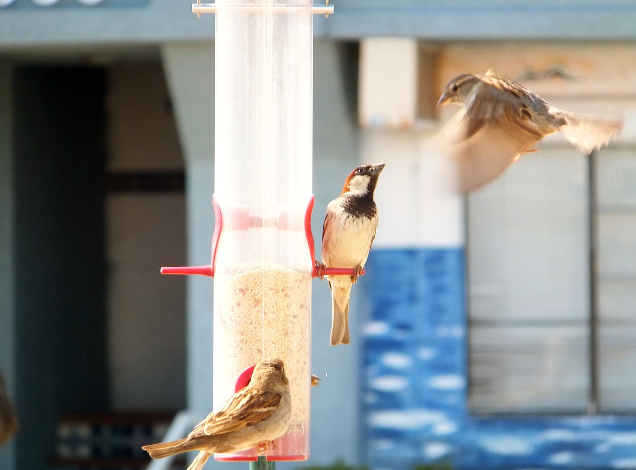 birds pecking order bird feeder