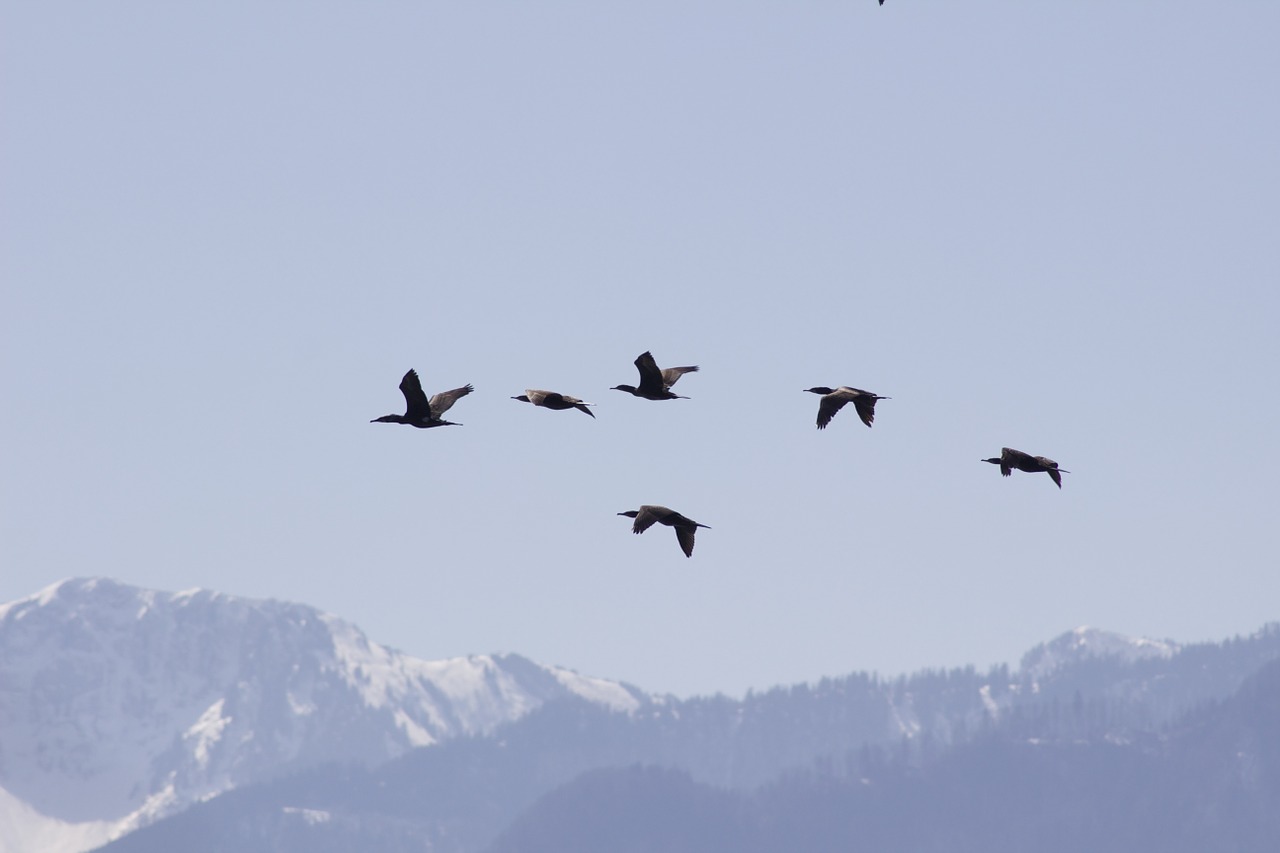 birds migration fly free photo