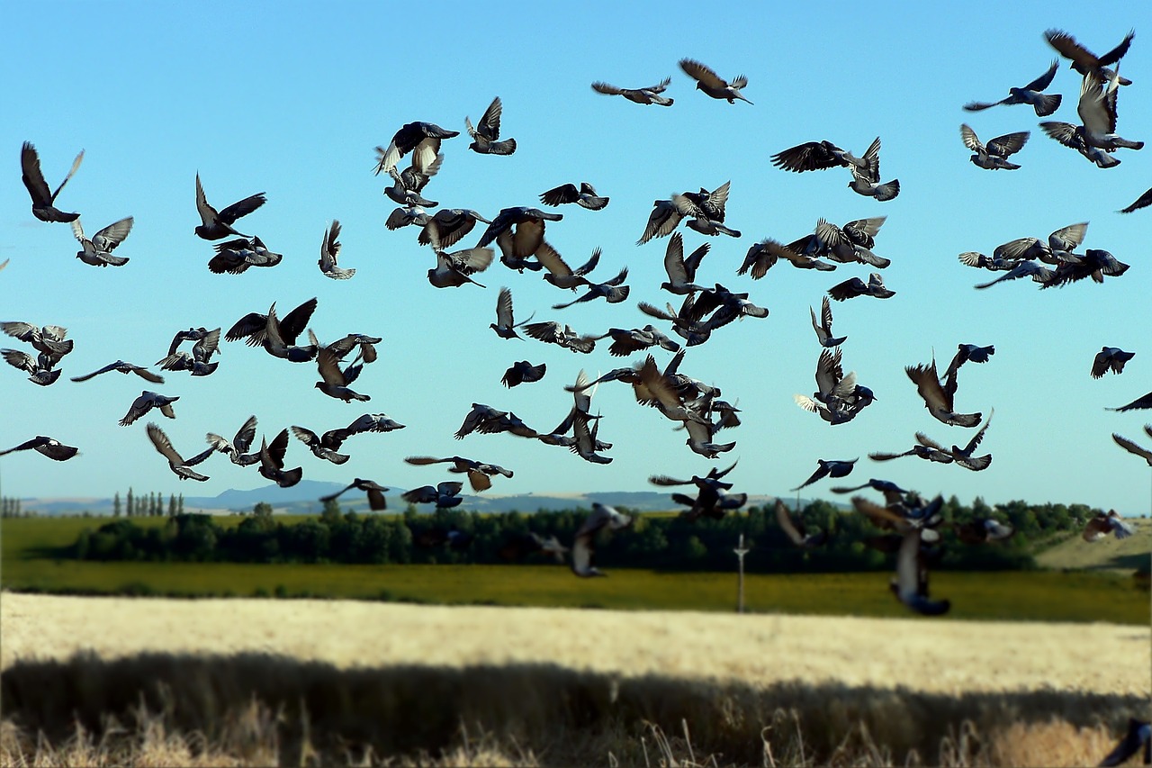 birds pigeon field free photo