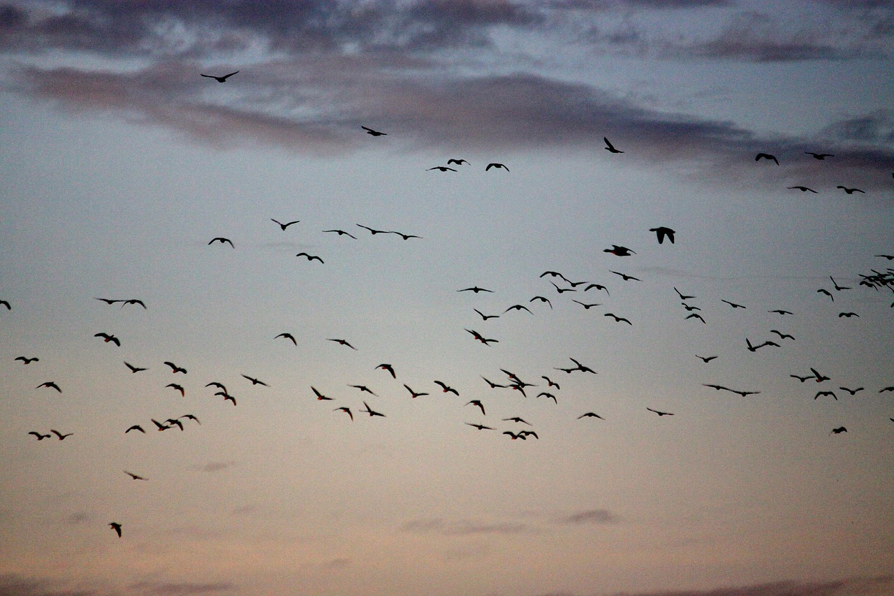 birds fly out geese free photo