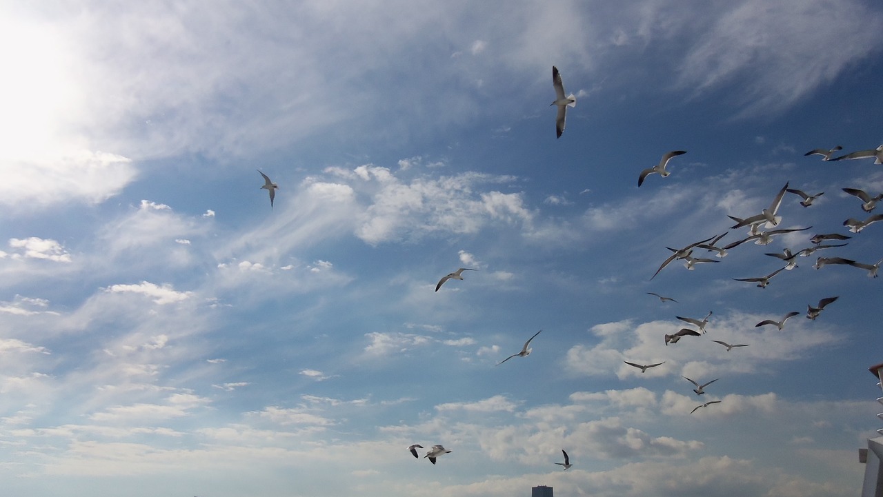 birds seagulls bird free photo