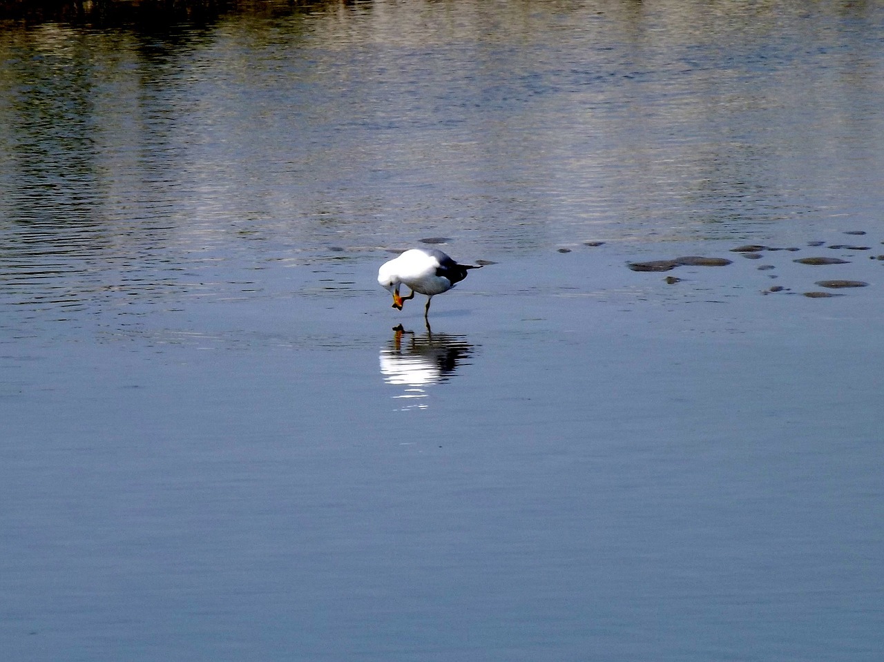 birds seagull water free photo