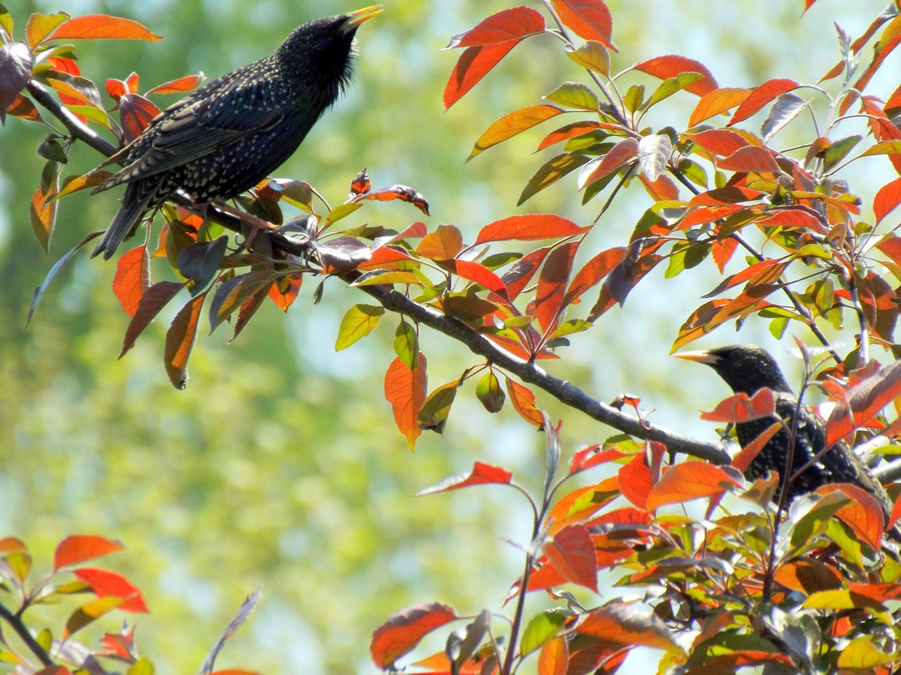 birds starling black free photo