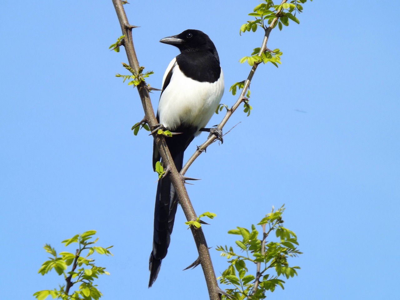 birds magpie white free photo