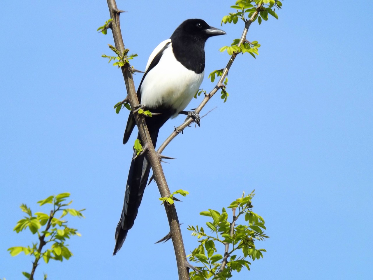 birds magpie white free photo