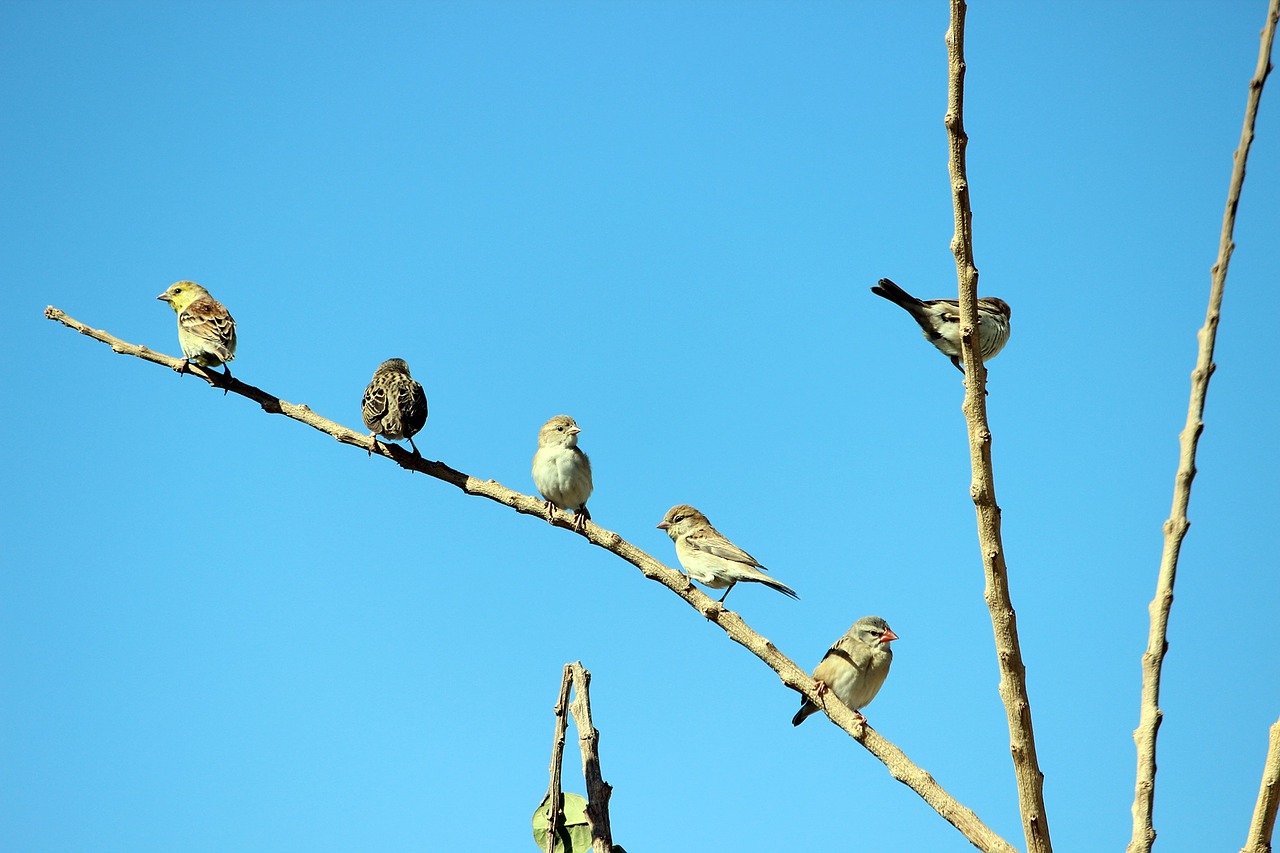 birds branch sky free photo