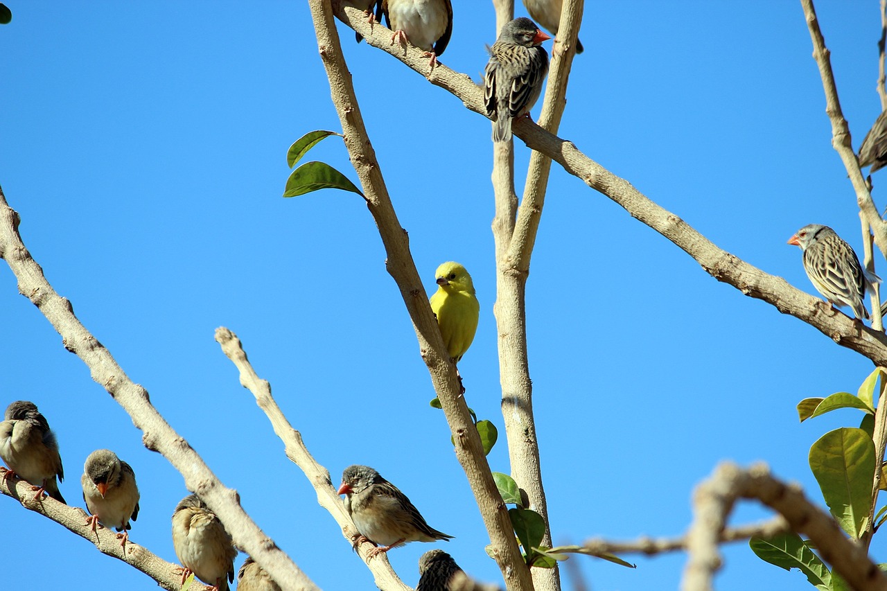 birds branch sky free photo