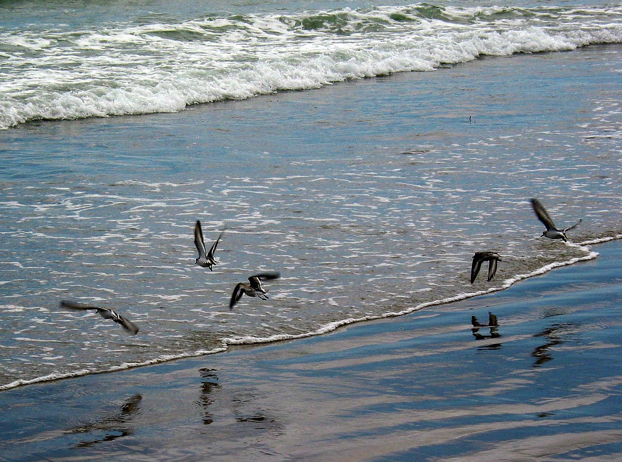 birds ocean coast free photo