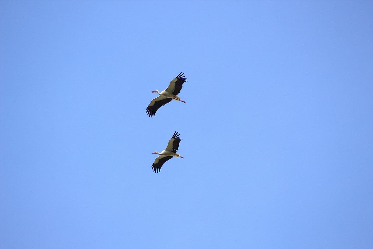 birds storks fly free photo