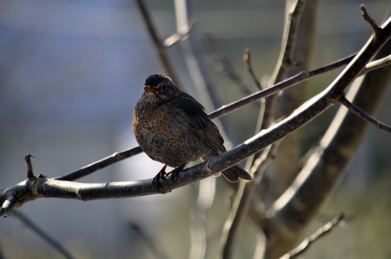 birds winter nature free photo