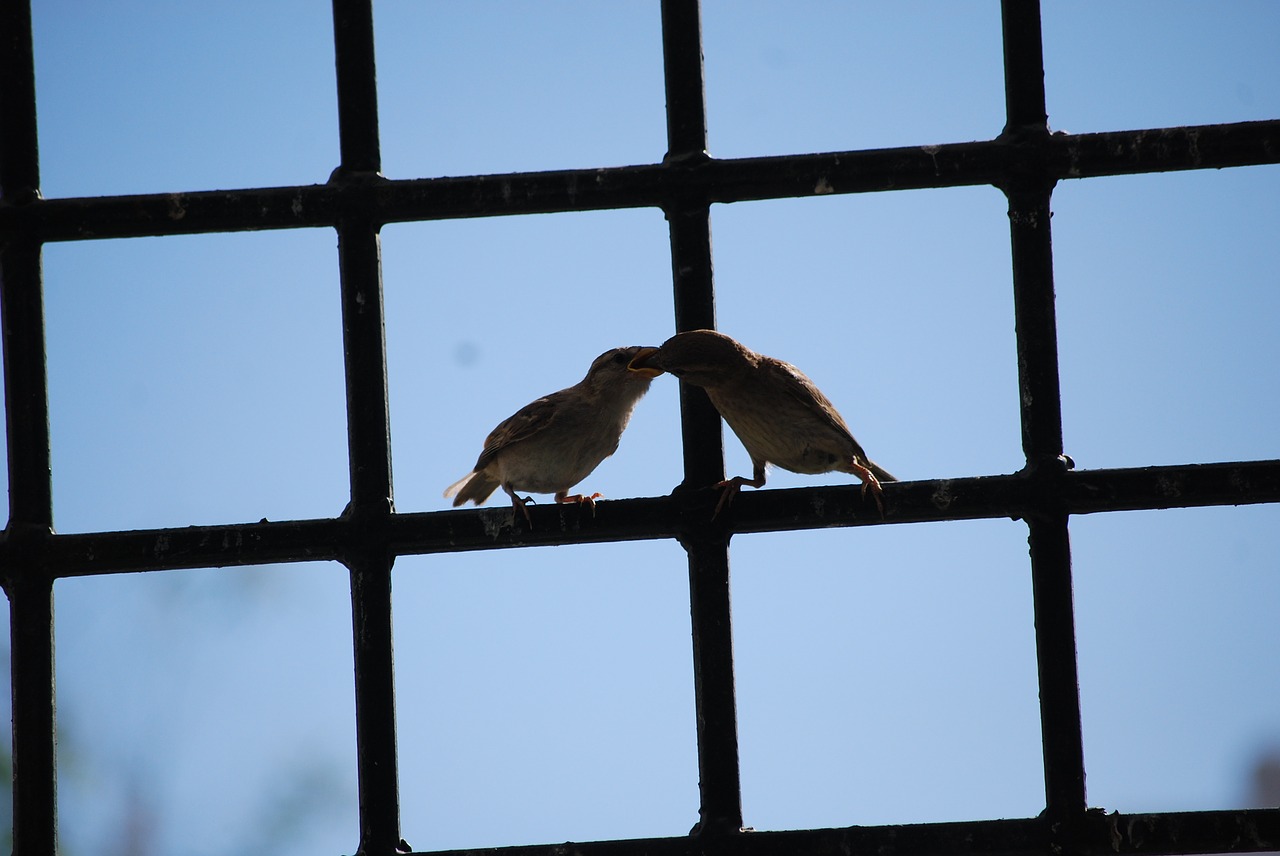 birds eat couple free photo