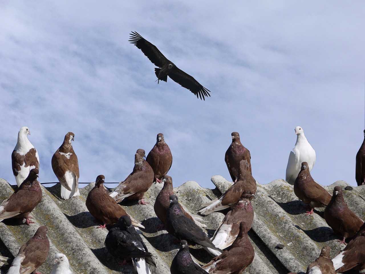 birds pigeon vulture free photo