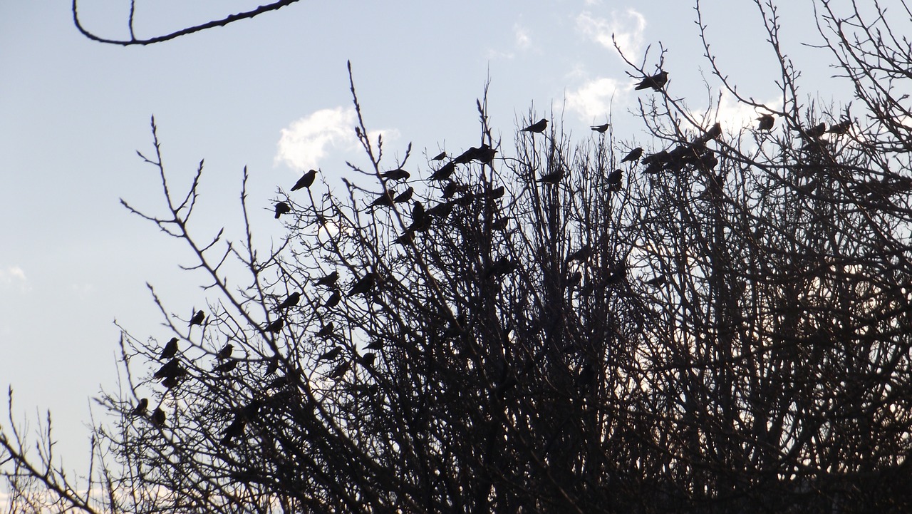 birds branch nature free photo