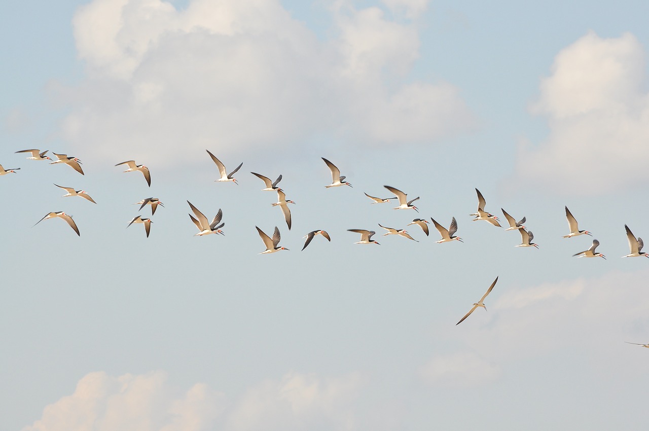 birds flight sky free photo